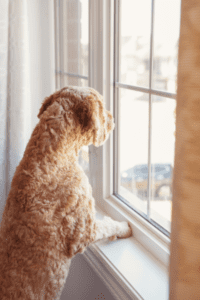 poodle mix dog looking out house window
