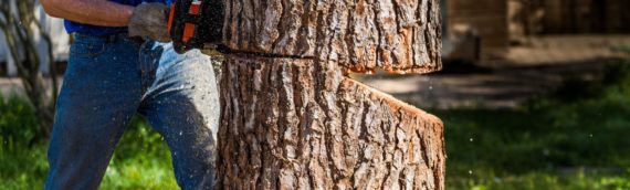 What is the Best Time of Year for Tree Removal Services?