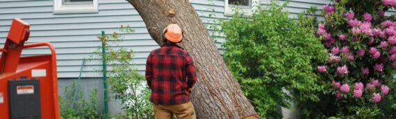How to Choose the Right Tree Service Company for Your Needs