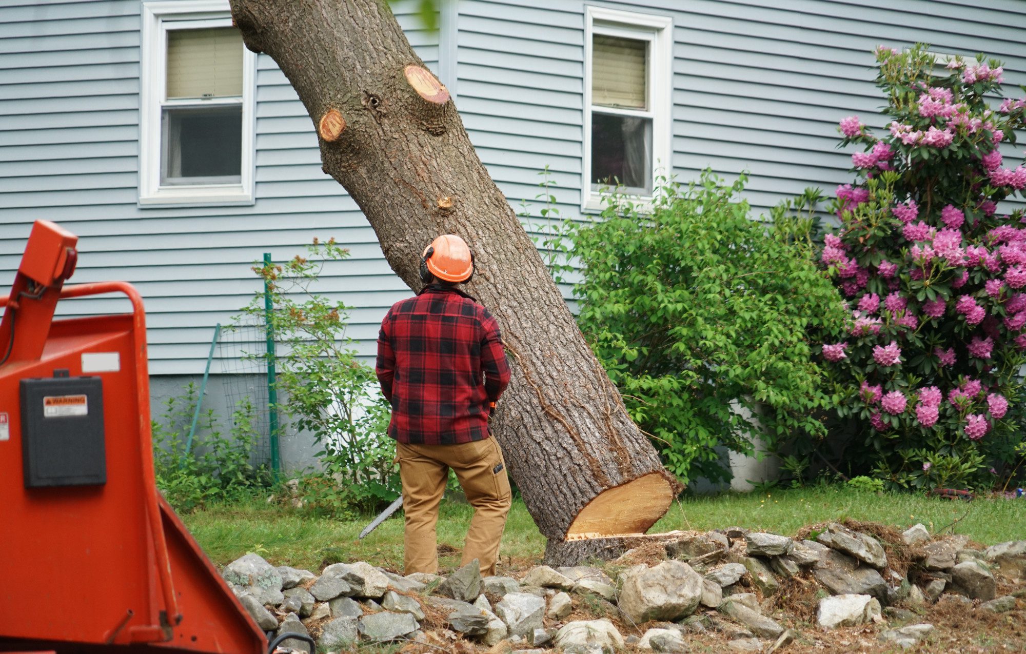 How to Choose the Right Tree Service Company for Your Needs