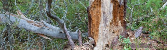 The Importance of Tree Risk Assessment for Homeowners