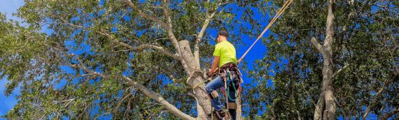 The Cost of Tree Removal Services: What to Expect