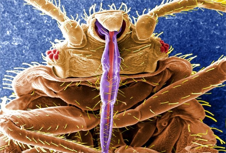 bed bug mouth not designed to penetrate fabric