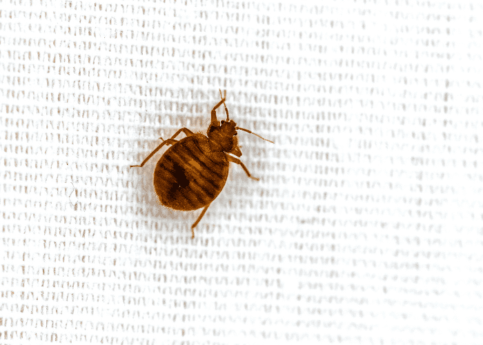 the type of fabric determines if a bed bug can bite through it
