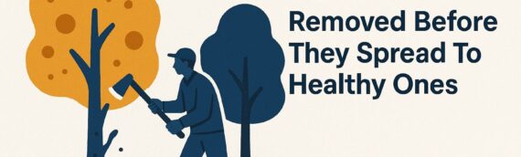 Why Diseased Trees Must Be Removed Before They Spread To Healthy Ones